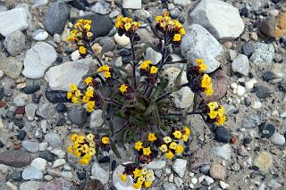 24 Yellow Flowers At Kerqin Camp In The Shaksgam Valley On Trek To K2 North Face In China.jpg